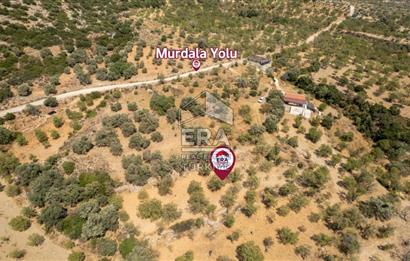 Datça Cumalı'da Satılık 1.830m2 Bademlik Tarla