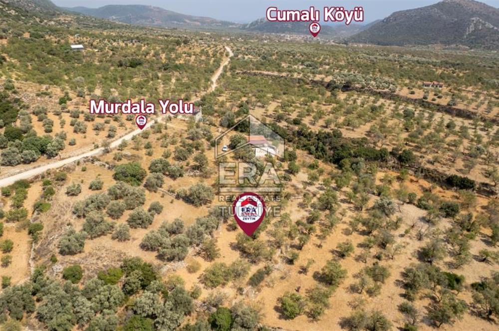 Datça Cumalı'da Satılık 1.830m2 Bademlik Tarla