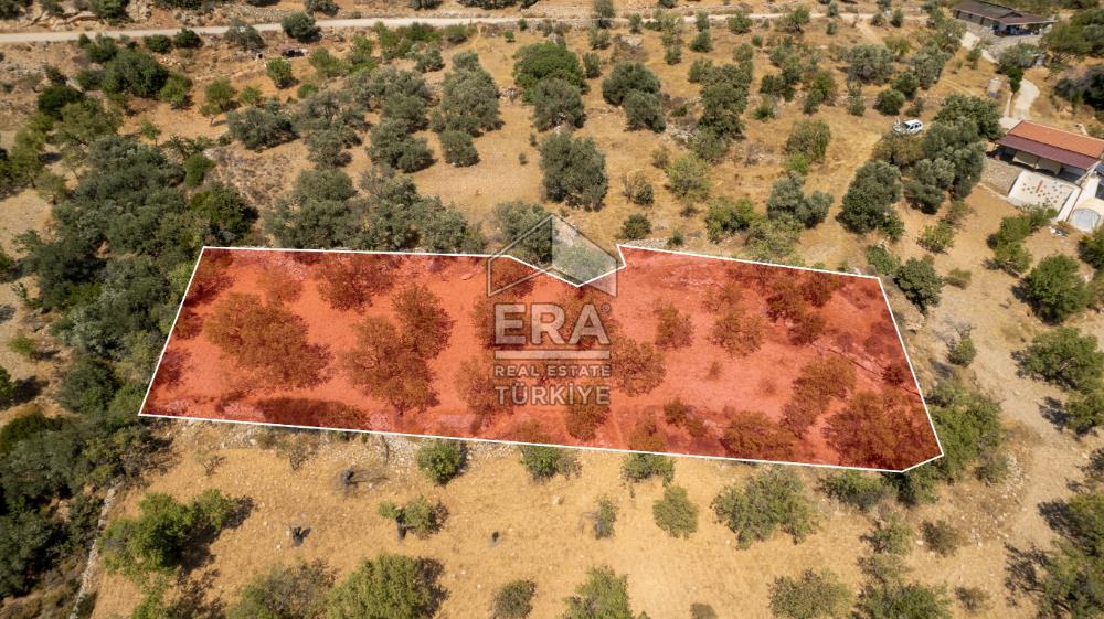 Datça Cumalı'da Satılık 1.830m2 Bademlik Tarla