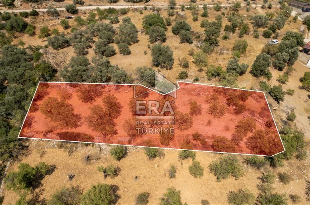 Datça Cumalı'da Satılık 1.830m2 Bademlik Tarla