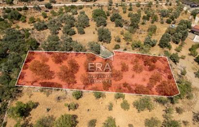 Datça Cumalı'da Satılık 1.830m2 Bademlik Tarla