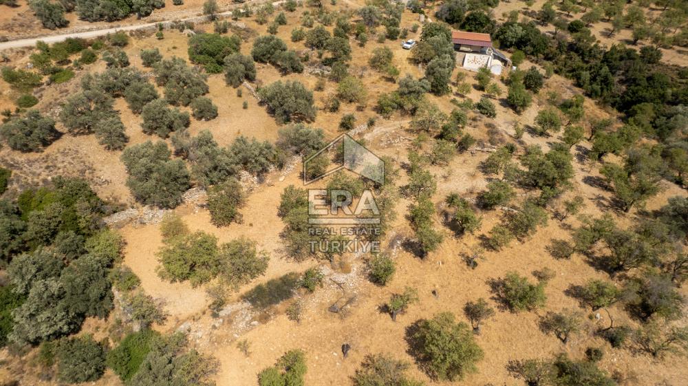 Datça Cumalı'da Satılık 1.830m2 Bademlik Tarla