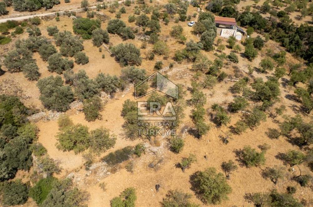 Datça Cumalı'da Satılık 1.830m2 Bademlik Tarla