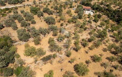 Datça Cumalı'da Satılık 1.830m2 Bademlik Tarla