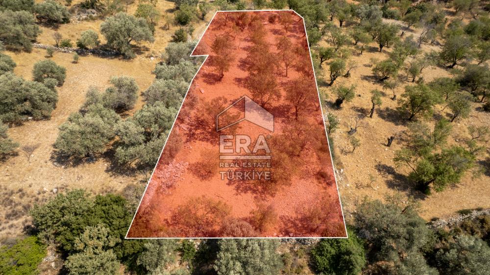 Datça Cumalı'da Satılık 1.830m2 Bademlik Tarla