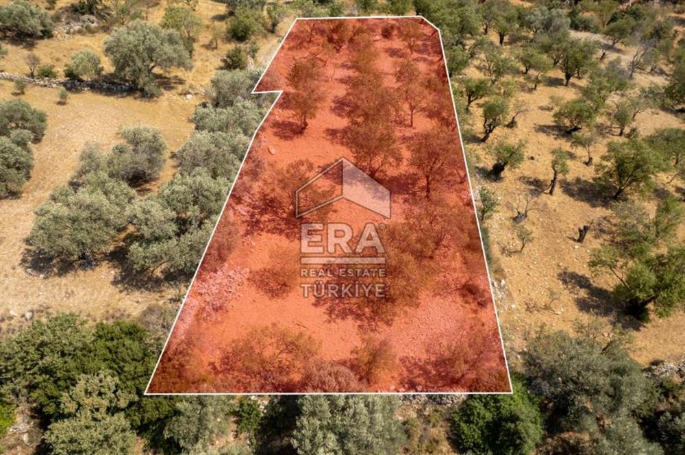 Datça Cumalı'da Satılık 1.830m2 Bademlik Tarla