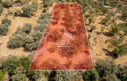 Datça Cumalı'da Satılık 1.830m2 Bademlik Tarla
