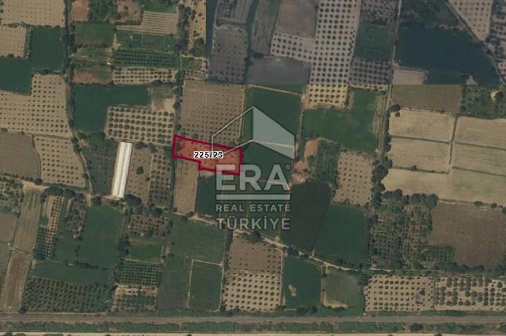Aydın Buharkent Satılık Fırsat Arazi Güzel Konumda