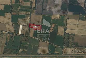 Aydın Buharkent Satılık Fırsat Arazi Güzel Konumda