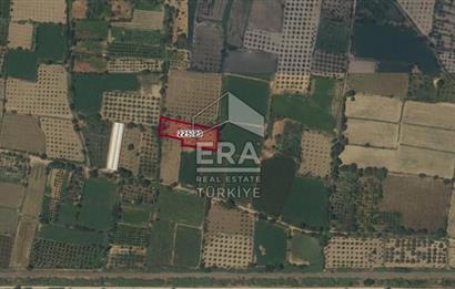 Aydın Buharkent Satılık Fırsat Arazi Güzel Konumda