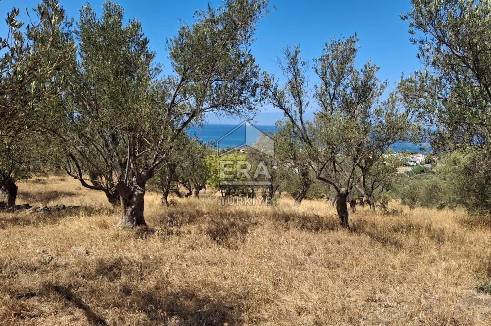 Ayvalık Cunda'da Milli Park içerisinde Deniz Manzaralı 4019 m2 Zeytinlik