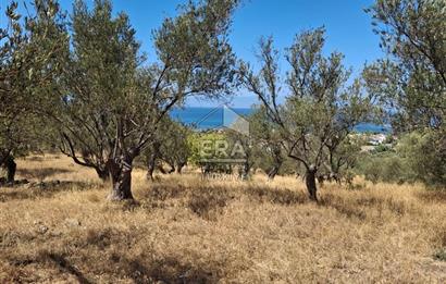 Ayvalık Cunda'da Milli Park içerisinde Deniz Manzaralı 4019 m2 Zeytinlik
