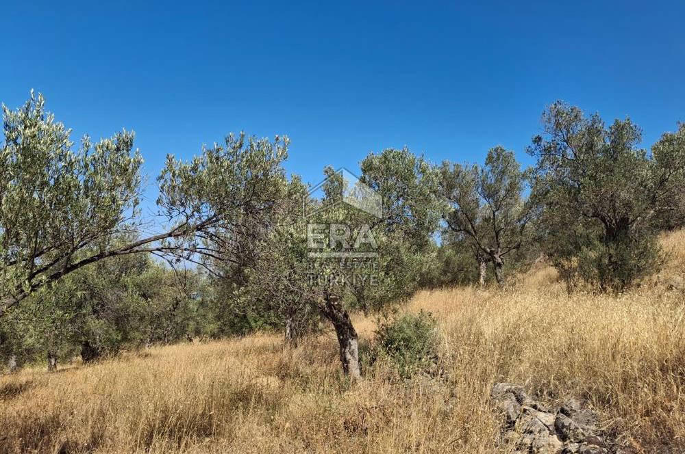 Ayvalık Cunda'da Milli Park içerisinde Deniz Manzaralı 4019 m2 Zeytinlik
