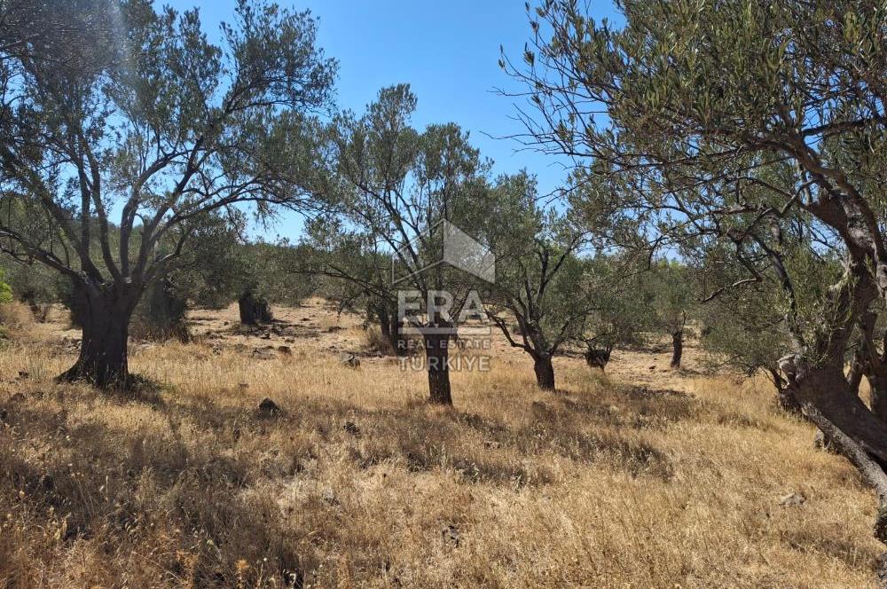 Ayvalık Cunda'da Milli Park içerisinde Deniz Manzaralı 4019 m2 Zeytinlik