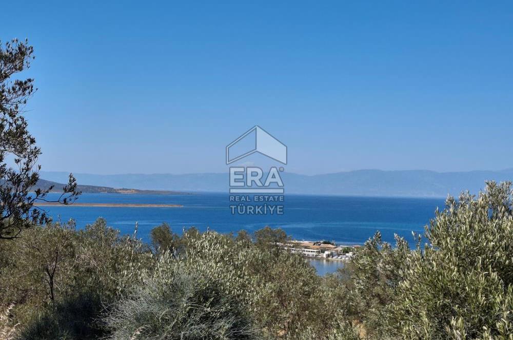 Ayvalık Cunda'da Milli Park içerisinde Deniz Manzaralı 4019 m2 Zeytinlik