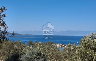 Ayvalık Cunda'da Milli Park içerisinde Deniz Manzaralı 4019 m2 Zeytinlik