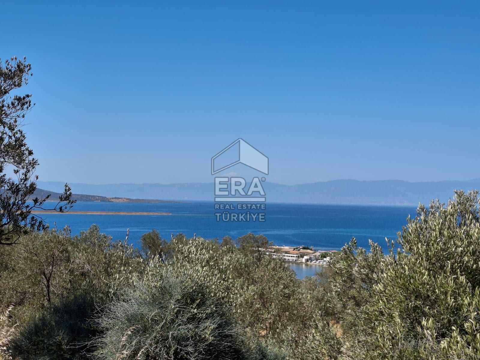 Ayvalık Cunda'da Milli Park içerisinde Deniz Manzaralı 4019 m2 Zeytinlik