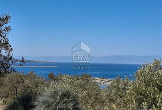 Ayvalık Cunda'da Milli Park içerisinde Deniz Manzaralı 4019 m2 Zeytinlik