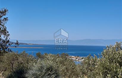 Ayvalık Cunda'da Milli Park içerisinde Deniz Manzaralı 4019 m2 Zeytinlik