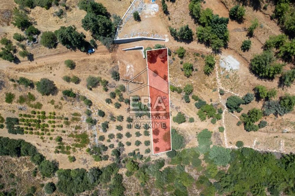 Datça Hızırşah'ta Satılık 916,40m2 Zeytinlik Tarla