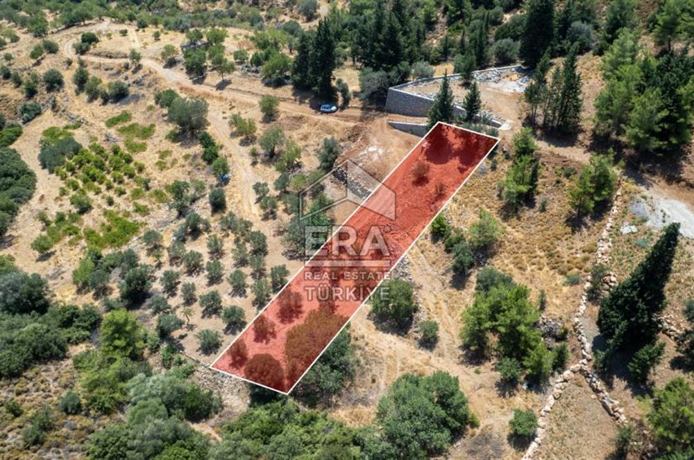 Datça Hızırşah'ta Satılık 916,40m2 Zeytinlik Tarla