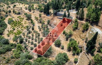 Datça Hızırşah'ta Satılık 916,40m2 Zeytinlik Tarla