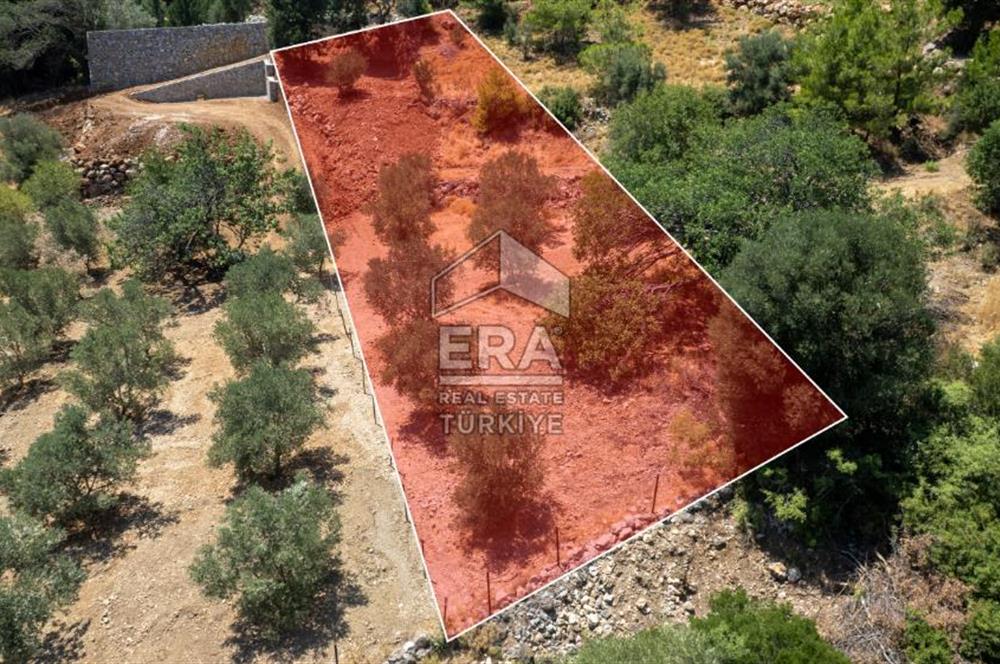 Datça Hızırşah'ta Satılık 916,40m2 Zeytinlik Tarla
