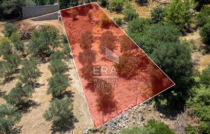 Datça Hızırşah'ta Satılık 916,40m2 Zeytinlik Tarla