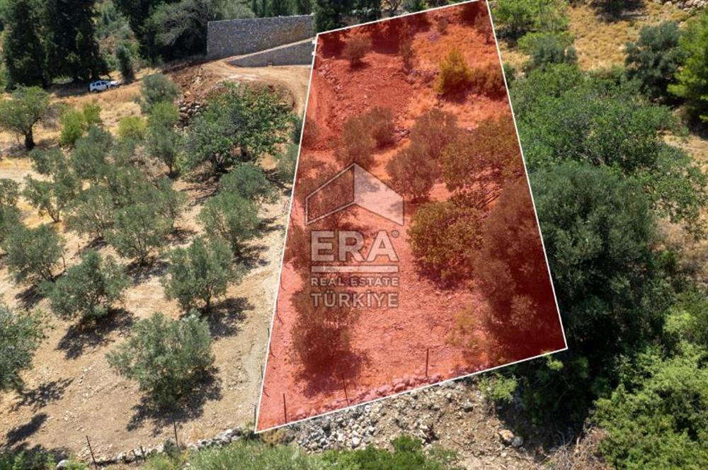 Datça Hızırşah'ta Satılık 916,40m2 Zeytinlik Tarla