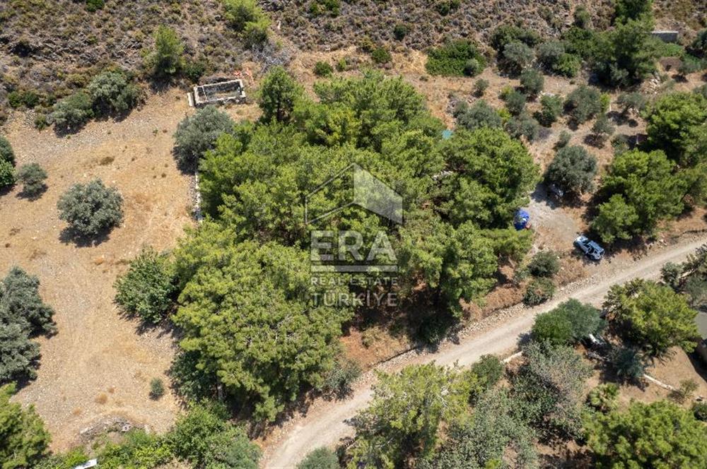 Datça Kabaklar Koyunda Denize 200 m Satılık 2777 m2 Arazi