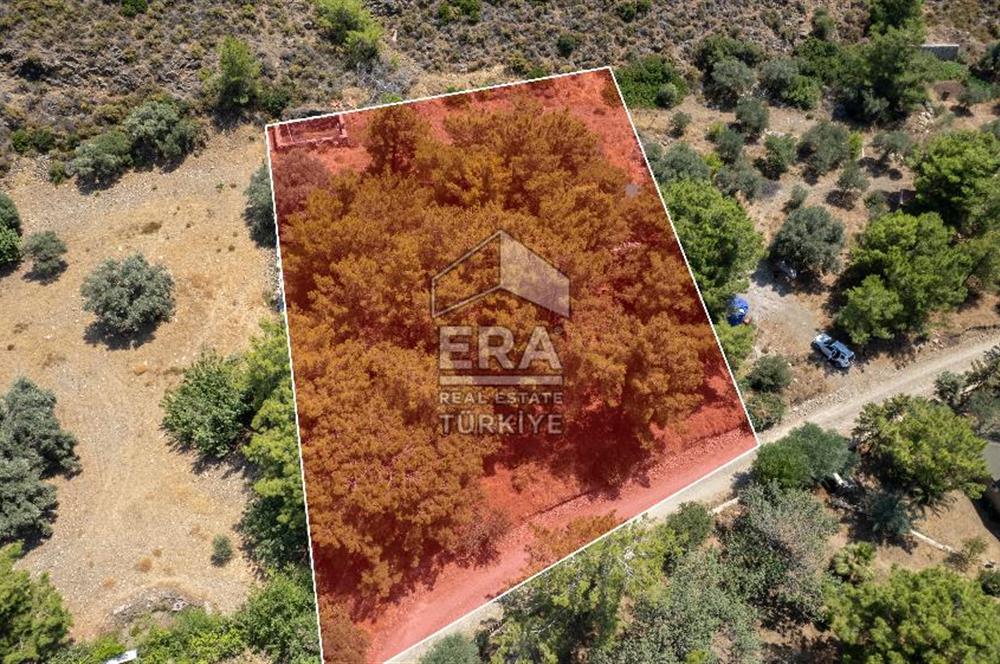 Datça Kabaklar Koyunda Denize 200 m Satılık 2777 m2 Arazi