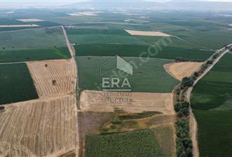 ERA FLY'DAN TAVAS ALTINOVA'DA ACİL SATILIK FIRSAT TARLA