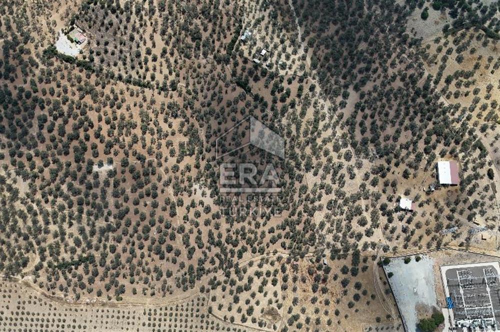 FIRSAT ZEYİNLİK 14.468 M2 İZMİR ÇANAKKALE YOLUNA 50 M MESAFEDE