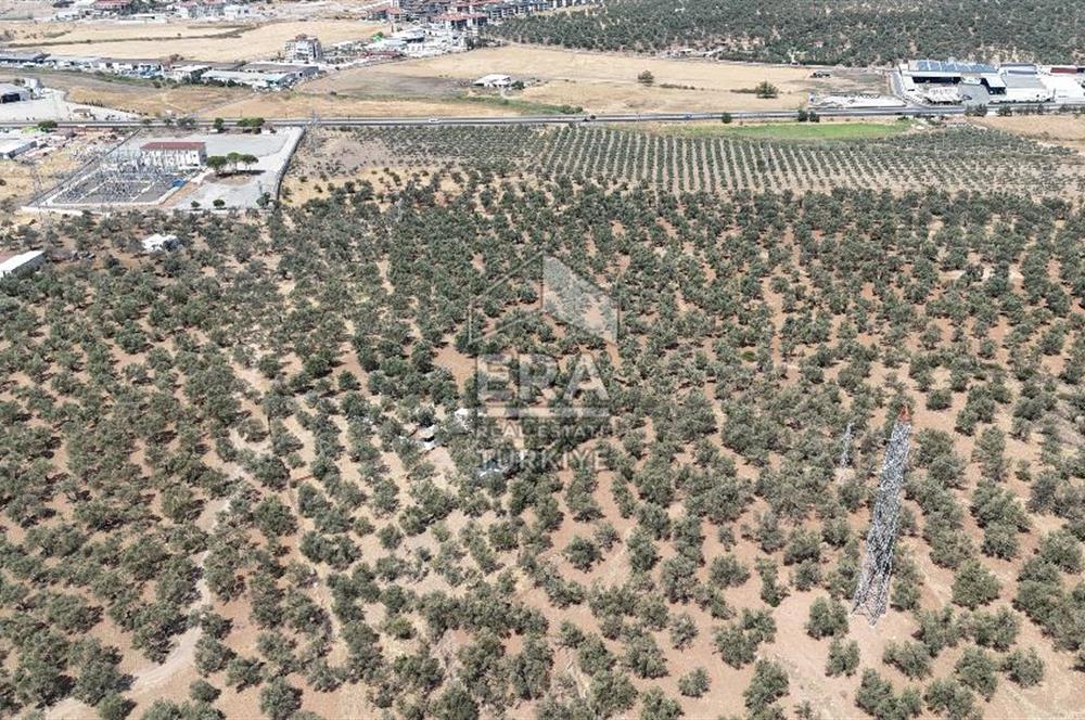 FIRSAT ZEYİNLİK 14.468 M2 İZMİR ÇANAKKALE YOLUNA 50 M MESAFEDE