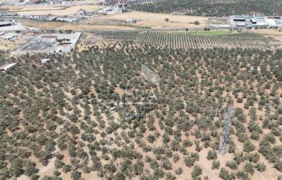 FIRSAT ZEYİNLİK 14.468 M2 İZMİR ÇANAKKALE YOLUNA 50 M MESAFEDE
