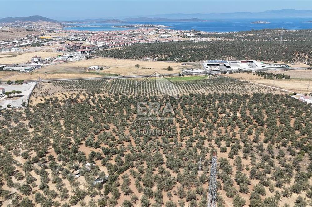 FIRSAT ZEYİNLİK 14.468 M2 İZMİR ÇANAKKALE YOLUNA 50 M MESAFEDE