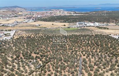FIRSAT ZEYİNLİK 14.468 M2 İZMİR ÇANAKKALE YOLUNA 50 M MESAFEDE