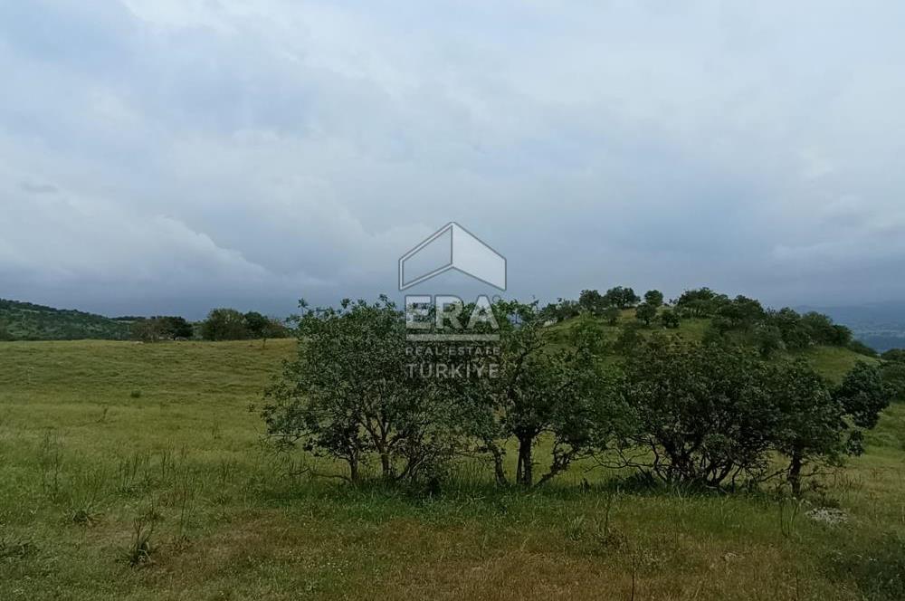 ERA SÖZ DEN BALIKESİR SINDIRGI SATILIK TARLA