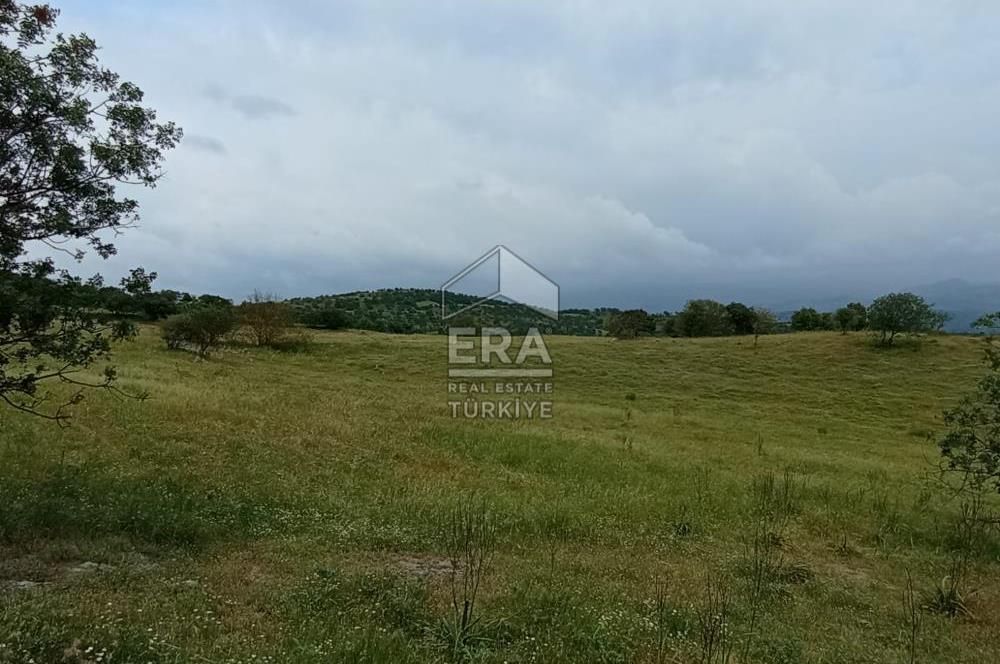 ERA SÖZ DEN BALIKESİR SINDIRGI SATILIK TARLA