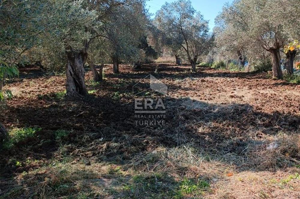   ERA SÖZ GAYRİMENKULDEN BALIKESİR HAVRANDA SATILIK  ZEYTİNLİK  