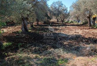   ERA SÖZ GAYRİMENKULDEN BALIKESİR HAVRANDA SATILIK  ZEYTİNLİK  