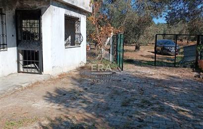   ERA SÖZ GAYRİMENKULDEN BALIKESİR HAVRANDA SATILIK  ZEYTİNLİK  