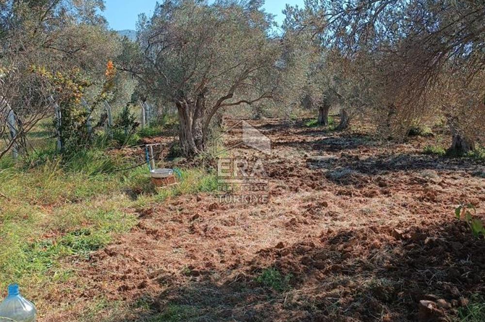   ERA SÖZ GAYRİMENKULDEN BALIKESİR HAVRANDA SATILIK  ZEYTİNLİK  