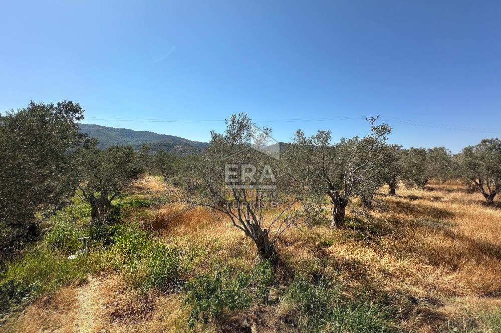   ERA SÖZ GAYRİMENKULDEN BALIKESİR HAVRANDA SATILIK  ZEYTİNLİK  