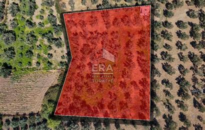   ERA SÖZ GAYRİMENKULDEN BALIKESİR HAVRANDA SATILIK  ZEYTİNLİK  