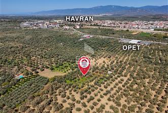   ERA SÖZ GAYRİMENKULDEN BALIKESİR HAVRANDA SATILIK  ZEYTİNLİK  