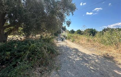ERA PORT GÜVENCESİYLE BALIKESİR HAVRAN'DA SATILIK ZEYTİNLİK