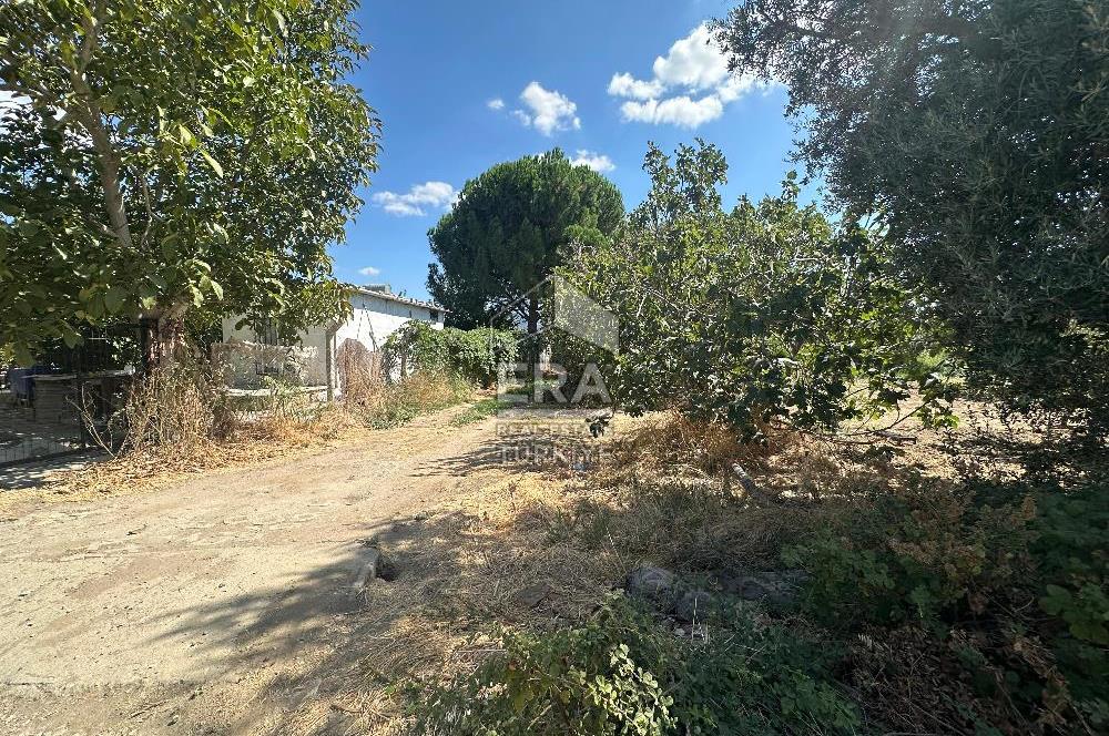 ERA PORT GÜVENCESİYLE BALIKESİR HAVRAN'DA SATILIK ZEYTİNLİK