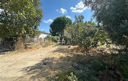 ERA PORT GÜVENCESİYLE BALIKESİR HAVRAN'DA SATILIK ZEYTİNLİK