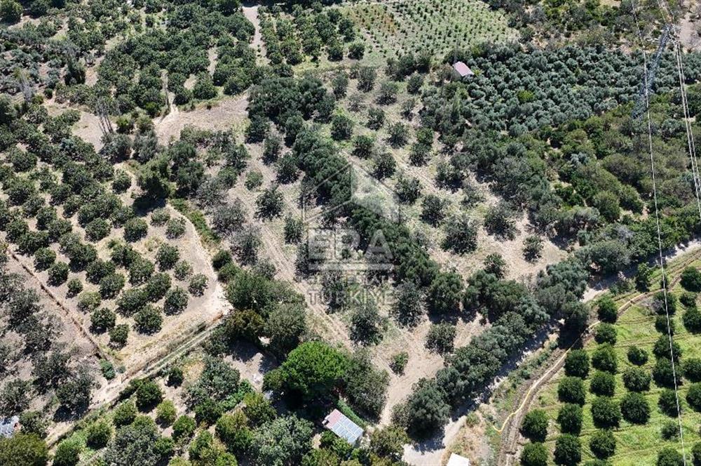 ERA PORT GÜVENCESİYLE BALIKESİR HAVRAN'DA SATILIK ZEYTİNLİK